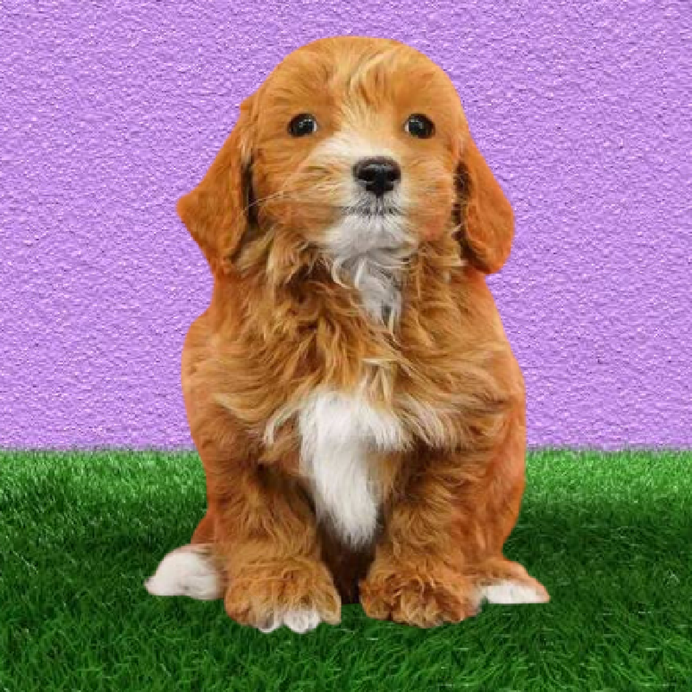 Male 2nd Gen Mini Goldendoodle Puppy for Sale in Marietta, GA