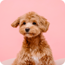 A puppy sitting against a pink background.