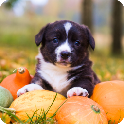 A puppy sitting on a pumpkin.