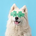 A white samoyed wearing a pair of green clover-shaped glasses.